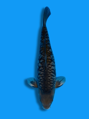 Big Scale Karasugoi | Koi&Co.